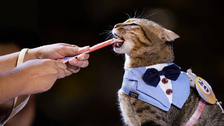 cat c