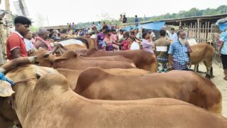 chapainababganj