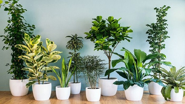 indoor plant