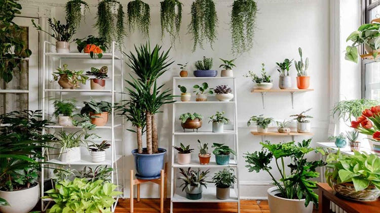 indoor plant