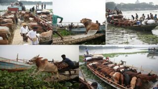 qurbani