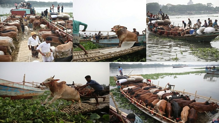 qurbani