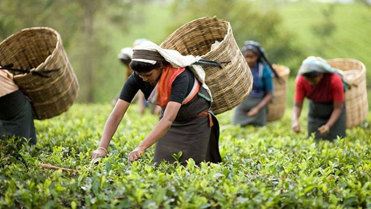 tea day