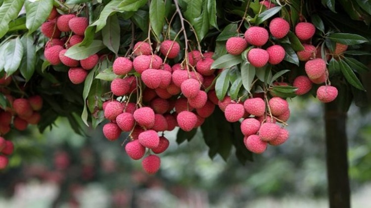 লিচু
