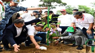Tree plantation