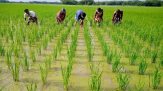 agriculture